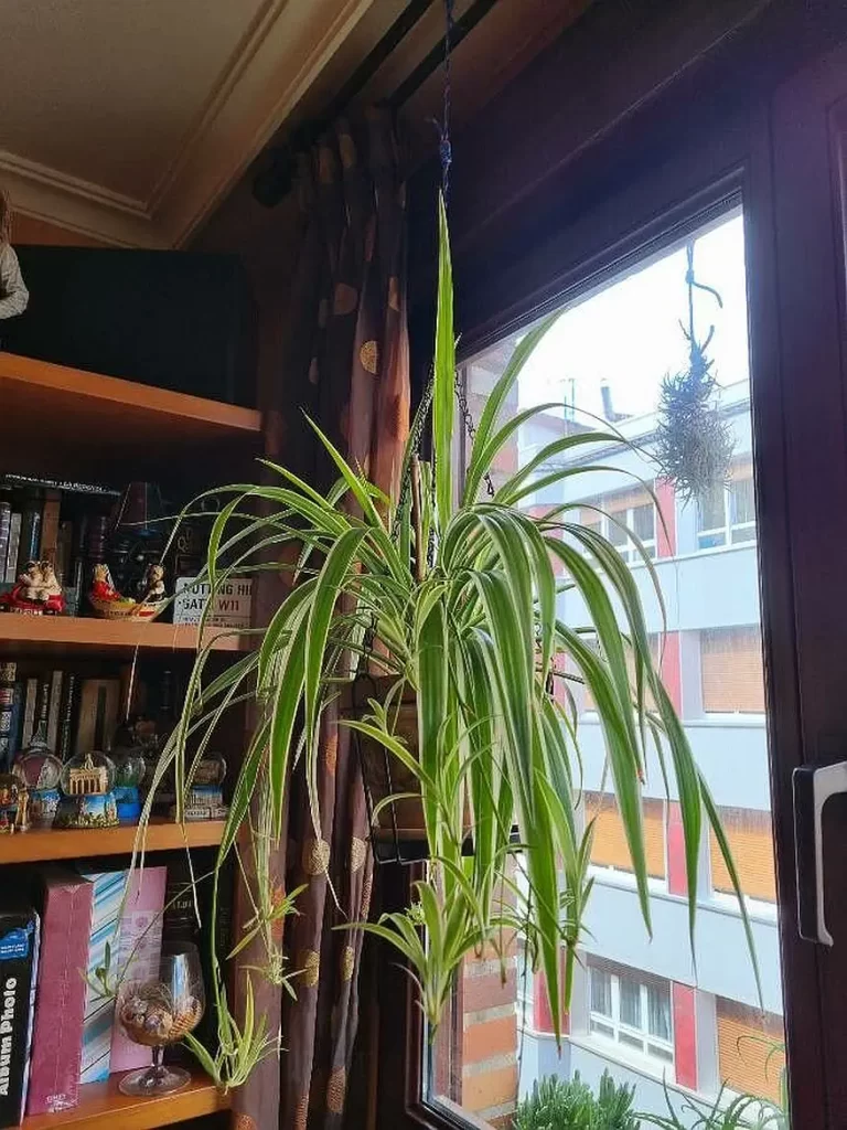 Chlorophytum capense planta mala madre lazo de amor