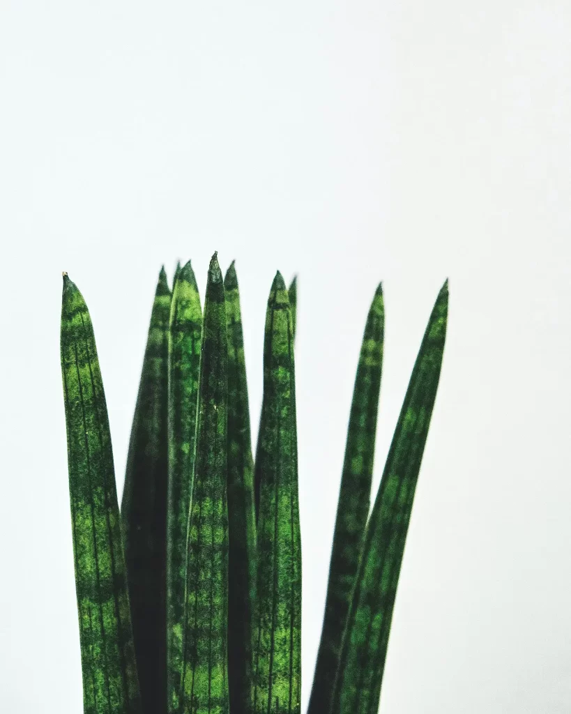 planta sansevieria