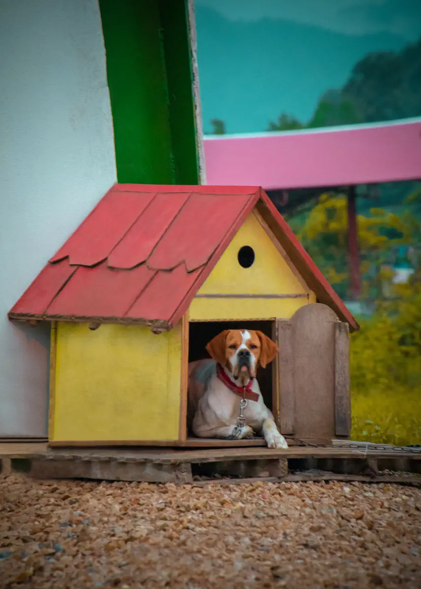 Casas para perros en el patio