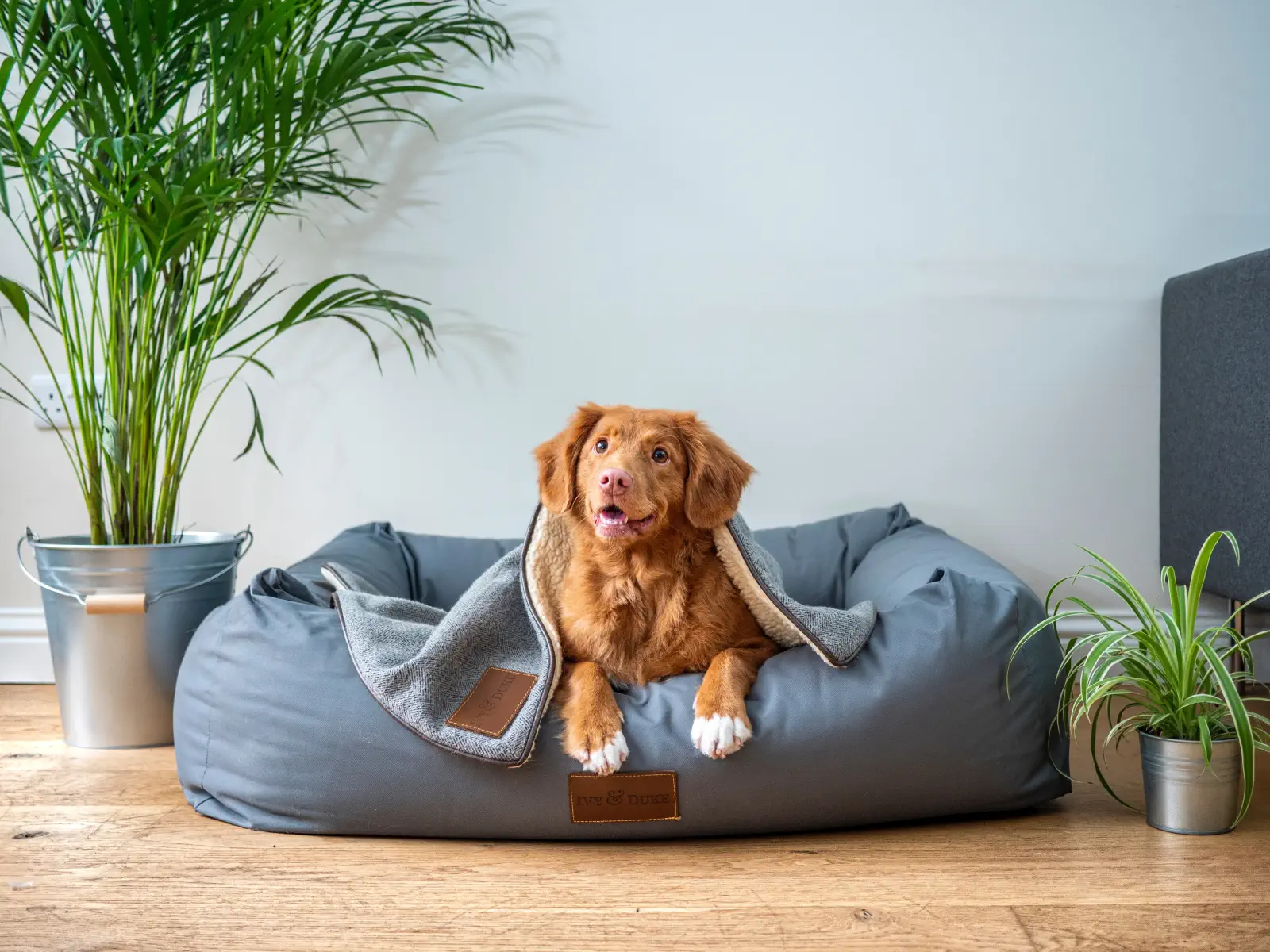 casa para perros cama de perros nombre para perros