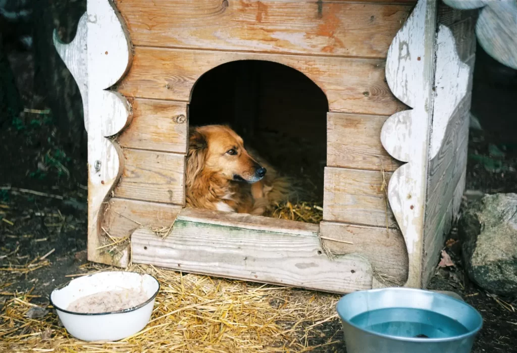 casas para perros cama de perros