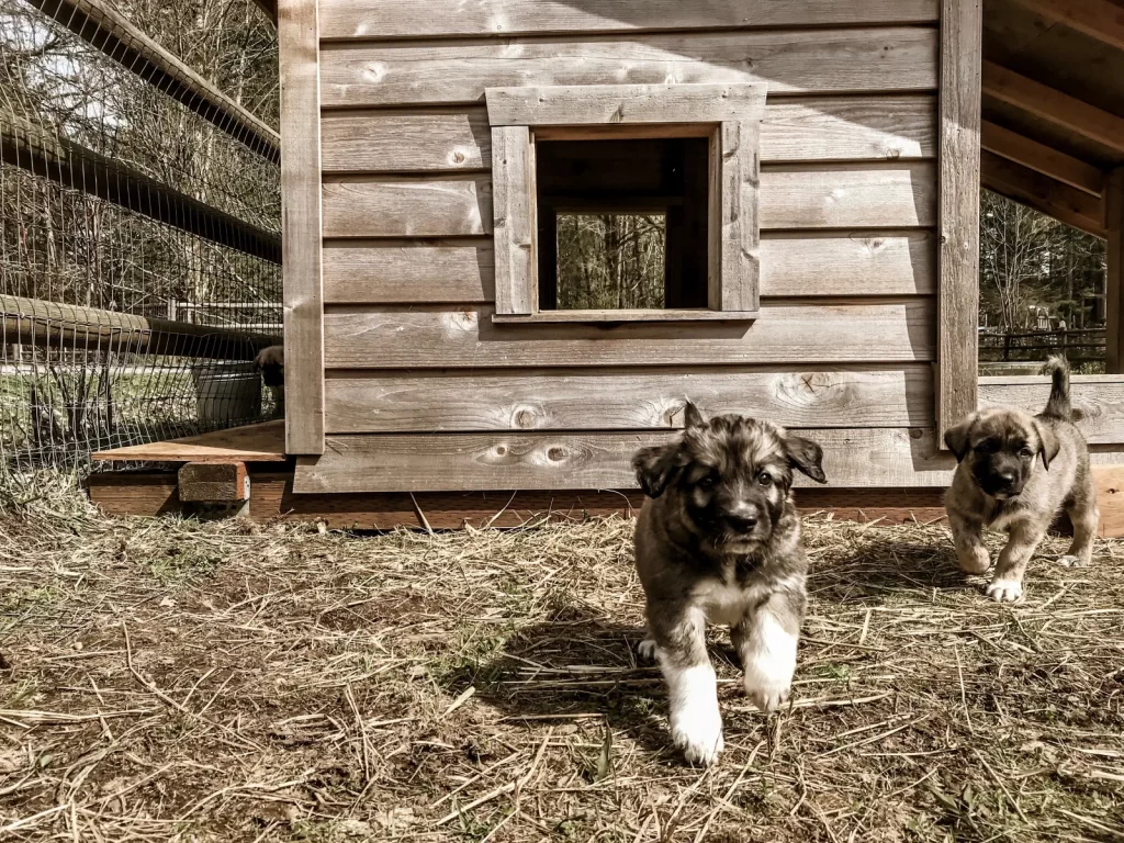 casas para perros cama de perros