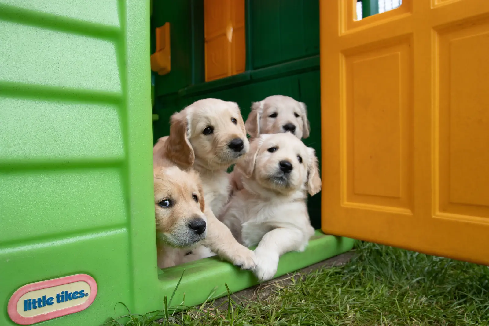 casas para perros cama de perros