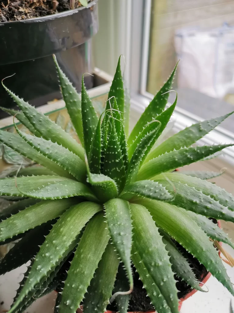 aloe vera