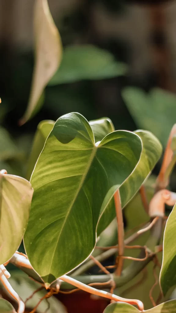 philodendron domesticum