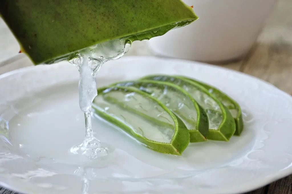 aloe vera planta medicinal cactus