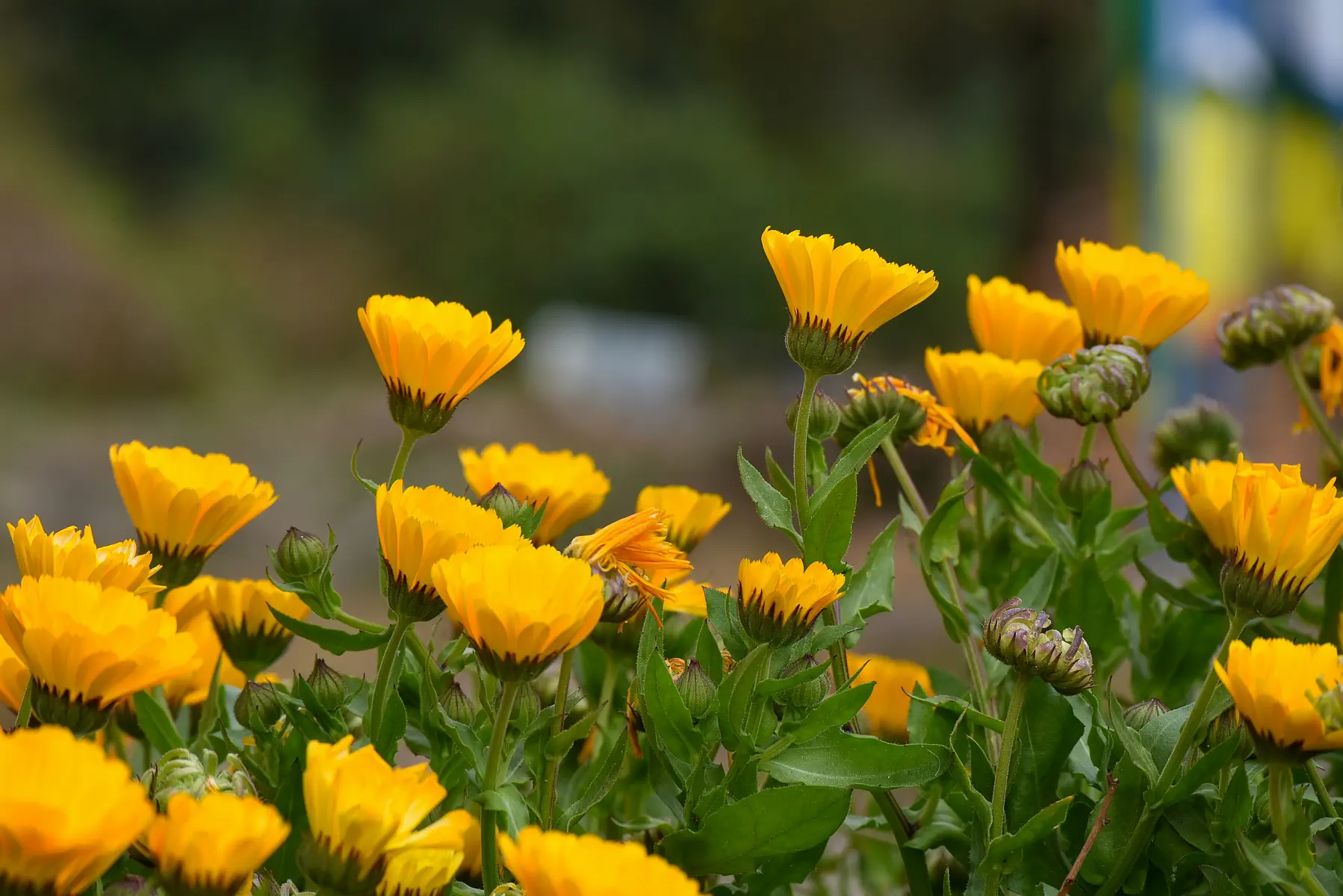 plantas medicinales para los ojos calendula flor