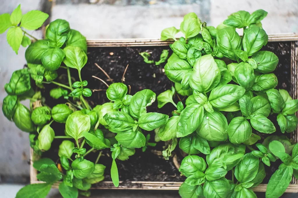 plantas medicinales planta de albahaca huerta en casa maceta 